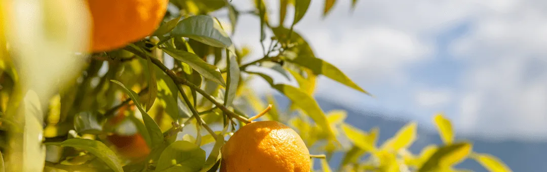 Young Citrus Trees Benefit from Biologicals