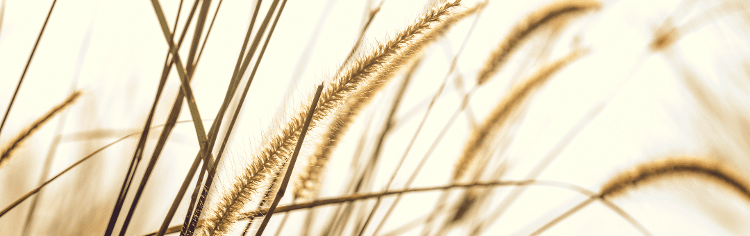 Who Regulates Carbon Farming Markets