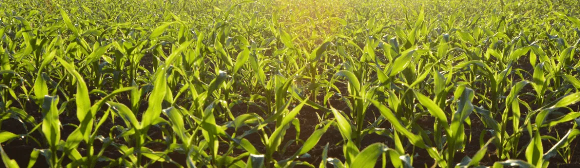 Corn field