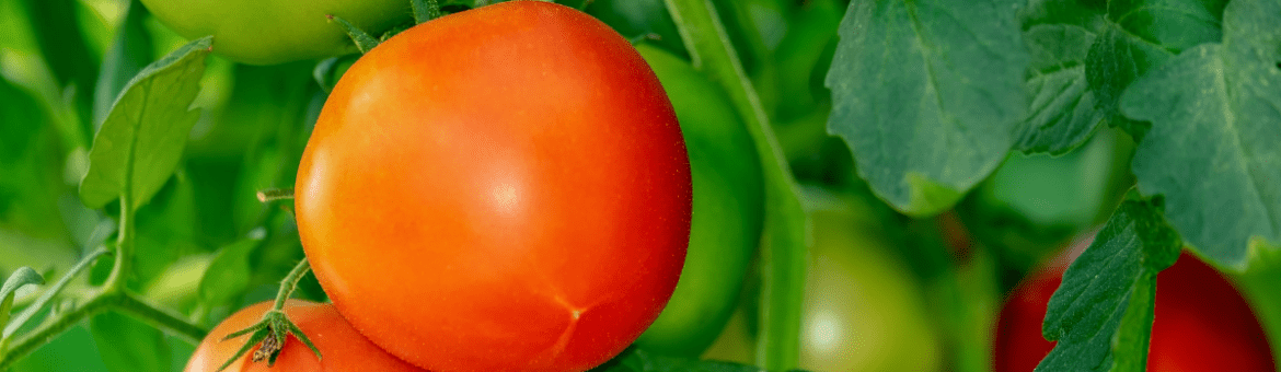 tomatos