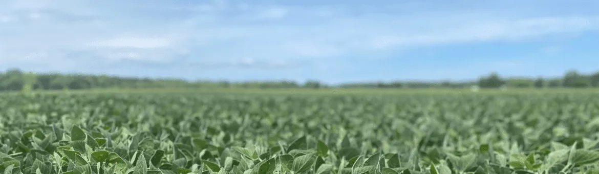 Soybean field