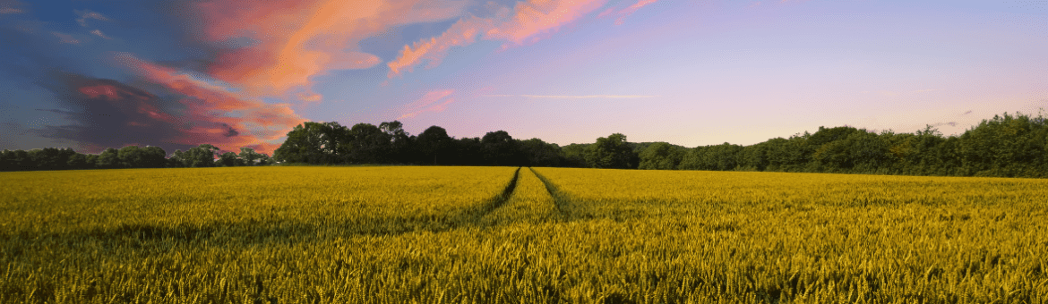 Row Crop Field