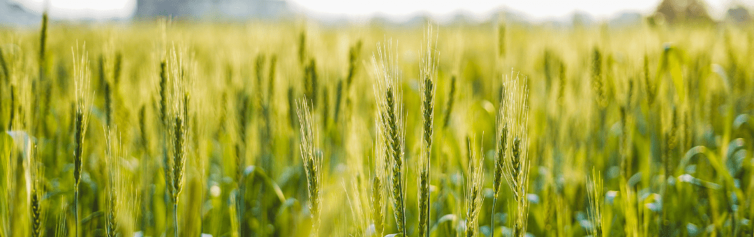biologicals wheat stand locus ag