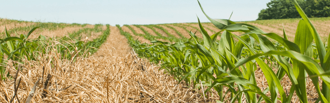 Nature study finds microbes are vital to soil carbon capture