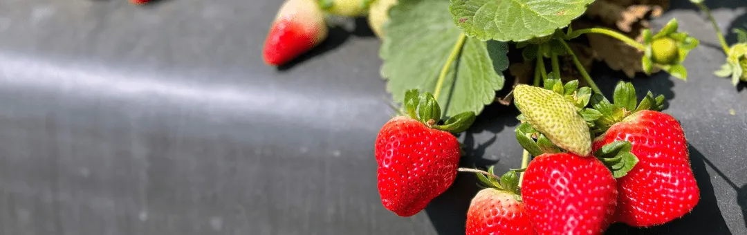 Strawberry crop