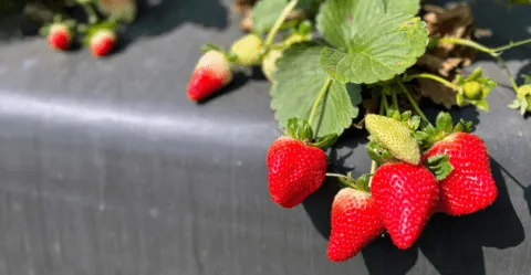 Strawberry crop