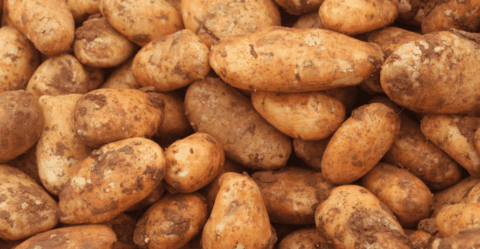 Biologicals for Potato Crops