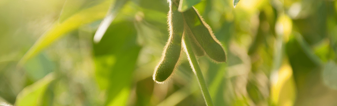 soybean inoculant