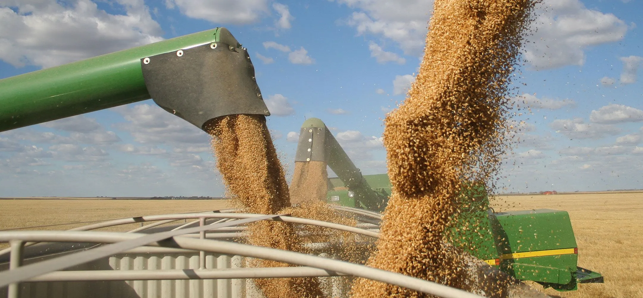 Global Wheat Market Overview: Wheat Grower Challenges