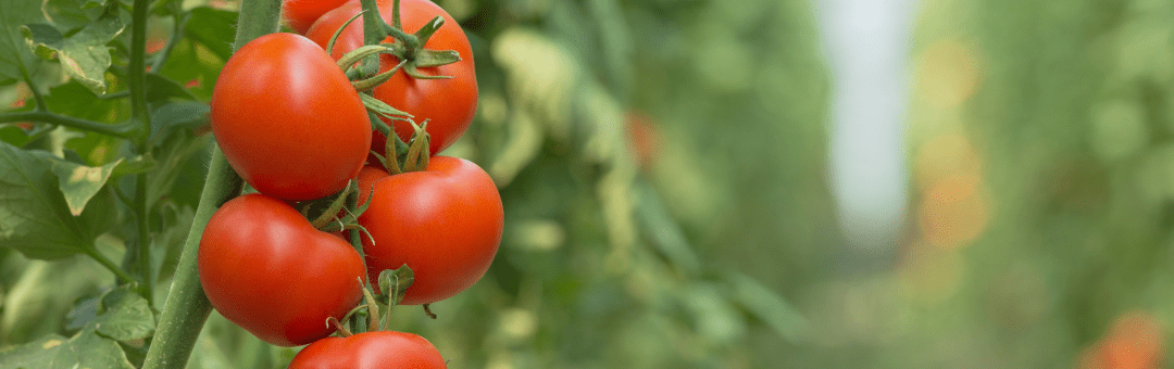 Visible Signs Your Agricultural Biologicals are Working