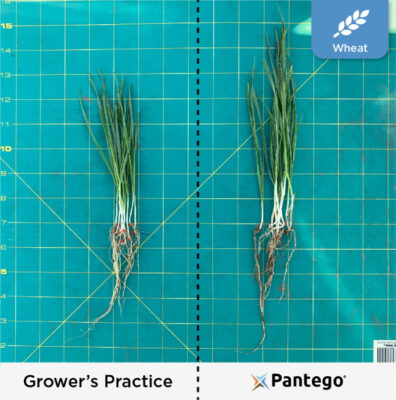 Phosphorus solubilizing soil microbe, Pantego, wheat comparison to grower's practice