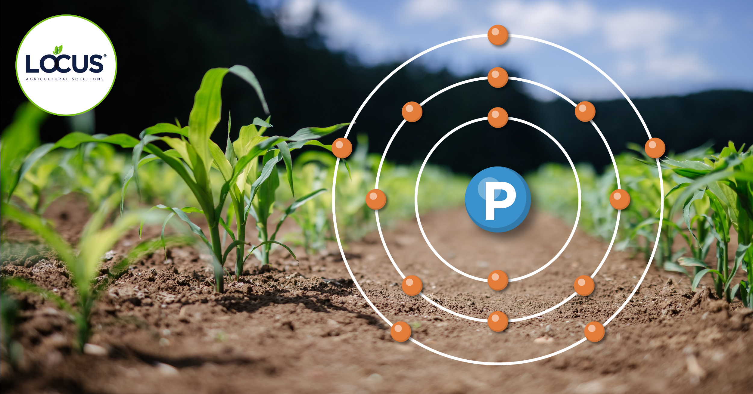 Soil Microbes for Phosphorus Plant Stress