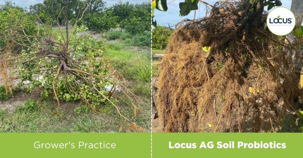 Florida citrus trees impacted by citrus greening - left image shows weak roots. right image shows robust root system regrowth due to Locus AG biologicals 