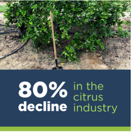 80% decline in the industry for citrus greening with soil probiotics. 