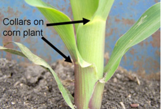 This picture from AGWeb.com shows the white collars that determine the individual corn growth stages.