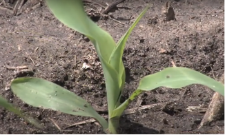This picture taken in 2022 in northern Indiana shows the first corn leaf of the plant to the left of the picture. As you can see, the first corn leaf is always rounded on the tip. 
