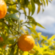 Young Citrus Trees Benefit from Biologicals