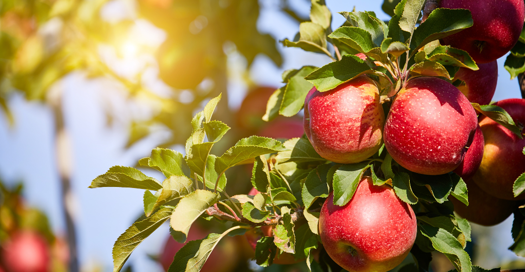 Apple Farmers: 3 Key Benefits From Agricultural Biologicals