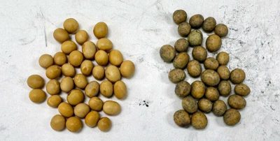 A picture of uncoated seeds (left) and seeds coated with Locus AG box applied biologicals (right).