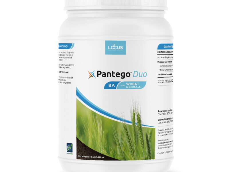 Pantego Duo BA - Wheat & Cereal