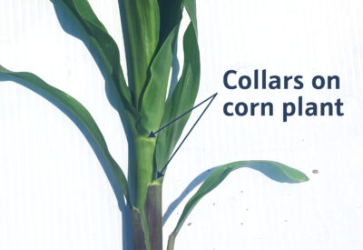 collars on a corn plant