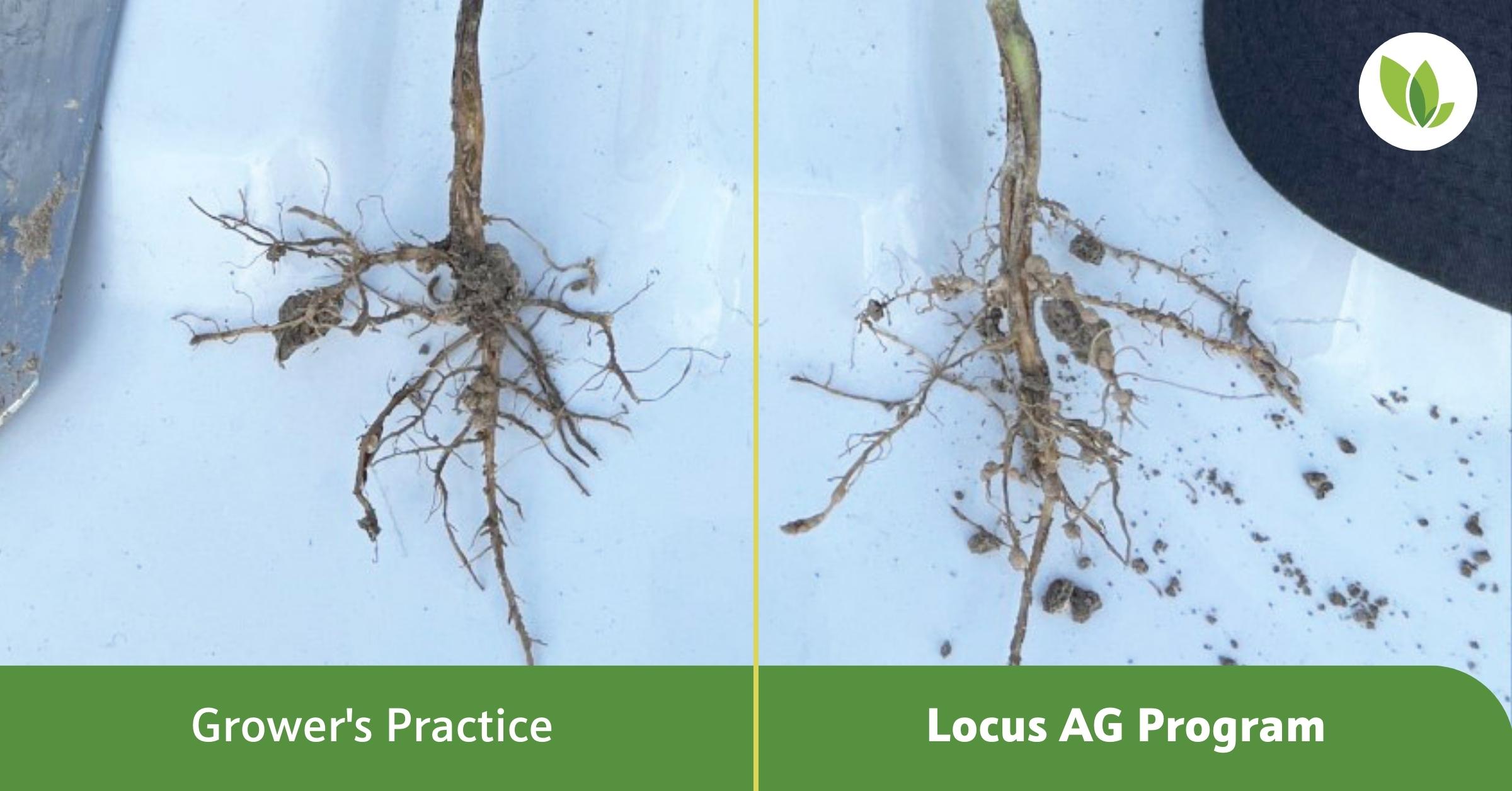 Nodule comparison with soybean inoculant