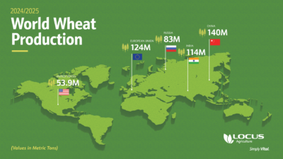 World Wheat Production 2024-2025