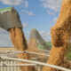Global Wheat Supply Challenges