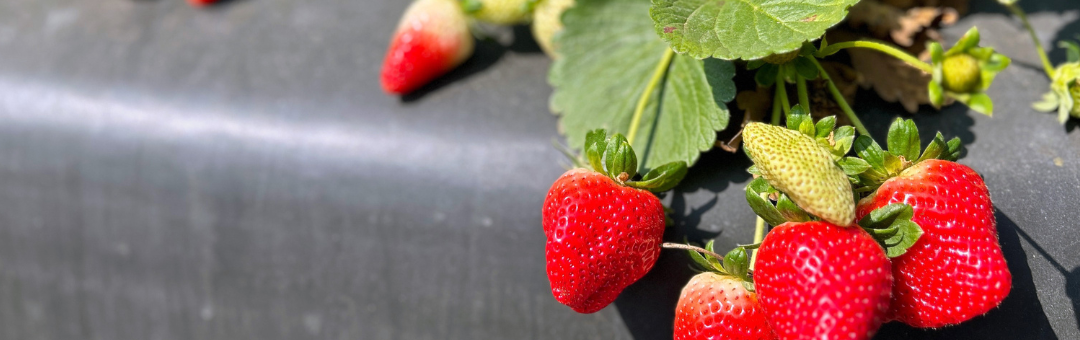 Benefits of Biologicals For Strawberries