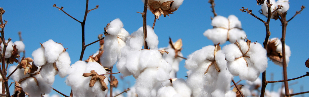 regenerative cotton biologicals