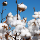 regenerative cotton biologicals