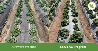 biological comparison on strawberry crop