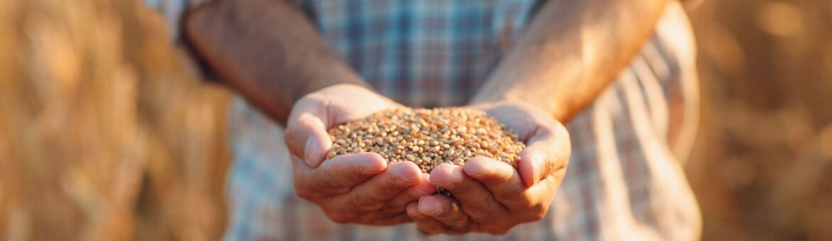 Farmer holding wheat seeds to announce biological seed treatment launch