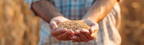 Farmer holding wheat seeds to announce biological seed treatment launch