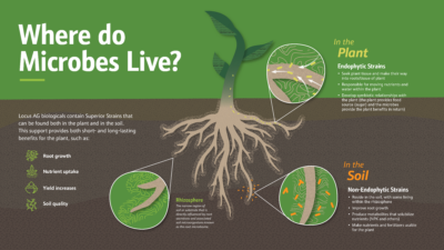 Endophytic and non-endophytic microbe illustration