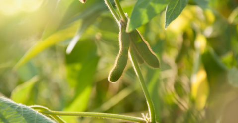 Double crop late plant soybean inoculant
