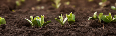 Double inoculation soybeans