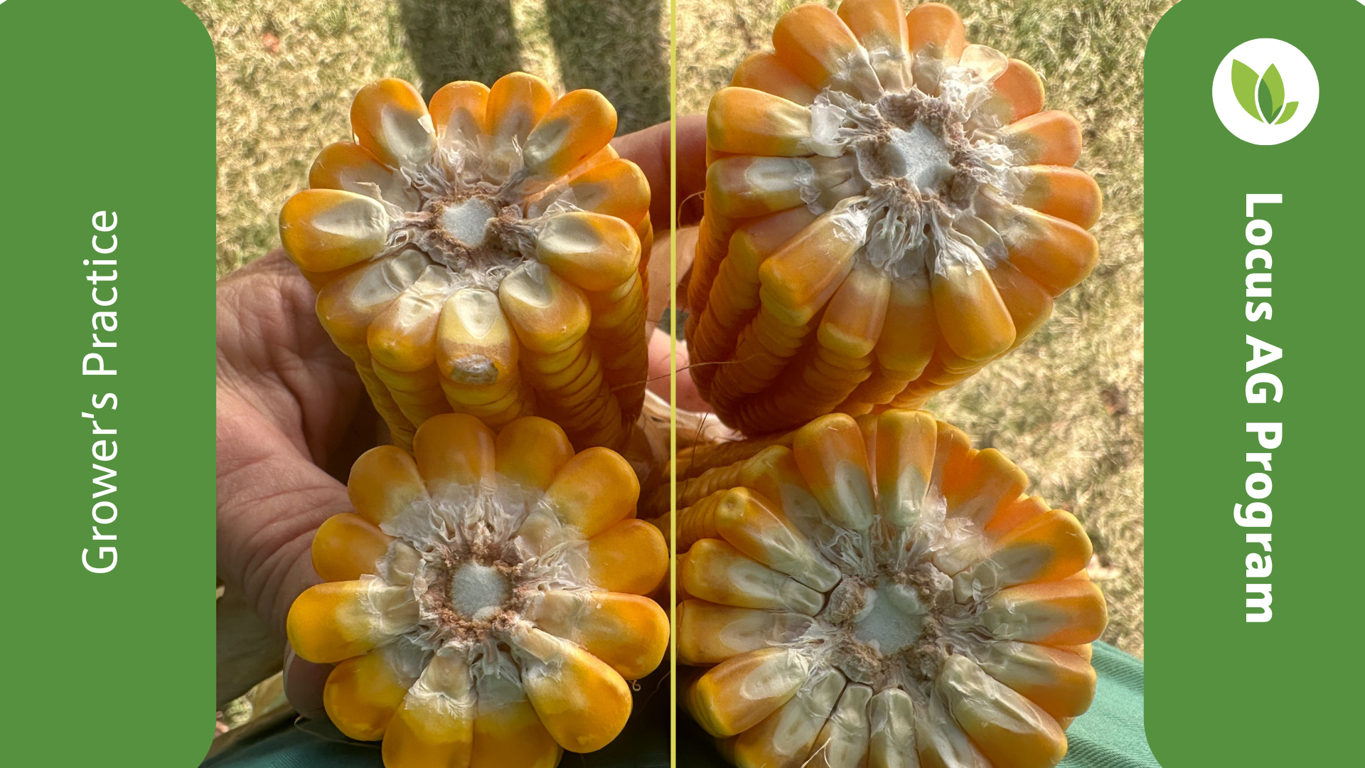 Illinois corn ear kernels