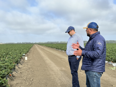 Locus AG biologicals strawberry crop in CA