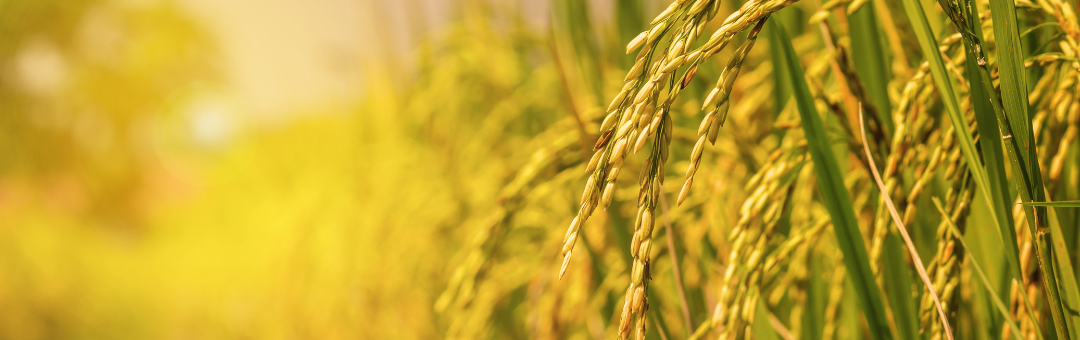 Rice farming with biologicals