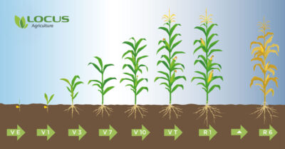 Corn growth stages
