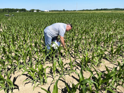 Examining corn growth at v7 stage in Ohio